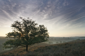 Rising sun behind the tree