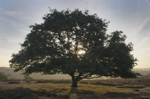 Majestic tree