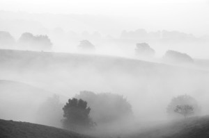 Fog is covering the trees