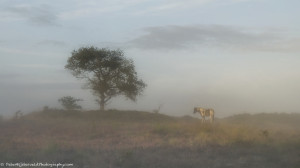 Pony in the mist