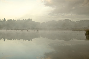 Geese departure