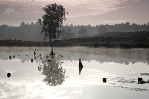 Tree reflection