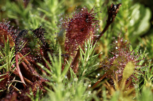 Sundew, very small