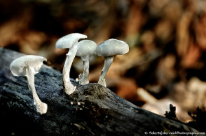 Porcelain mushrooms