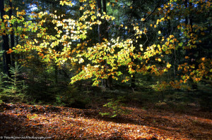 Leaves lit by the autumn sun