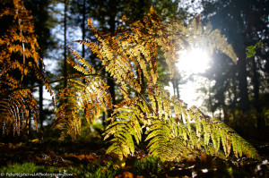 Colours changing from green to brown