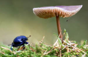 A dung beetle on a Sunday walk