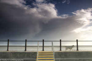 Who let the dog out in Tramore