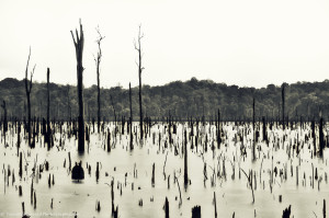 Lake Brokopondo