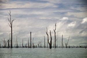 Water trees