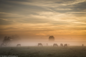 Foggy morning