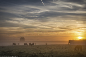 First autumn light