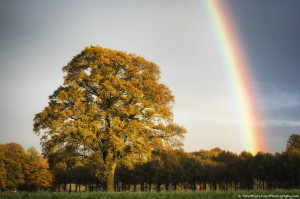 Autumn rainbow