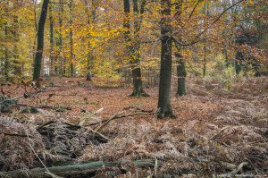 Autumn still life