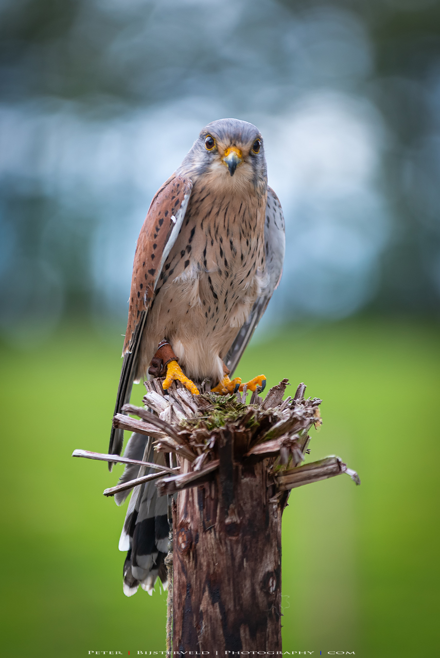 National Bird of Prey Centre