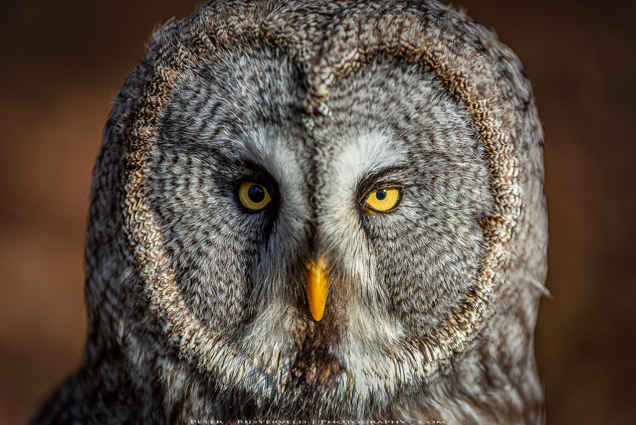 National Bird of Prey Centre